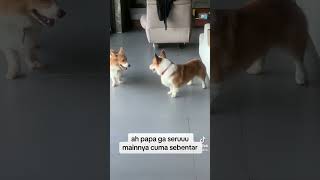 coco camel corgi #corgisemarang