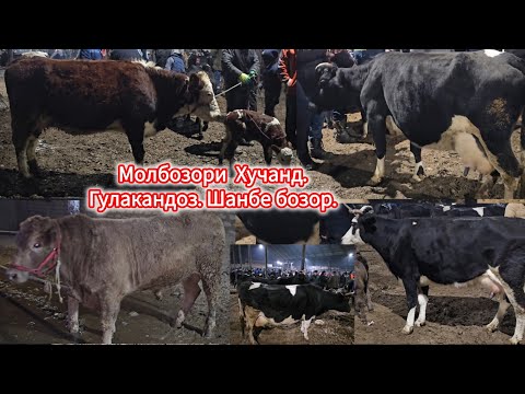 МОЛБОЗОРИ ГУЛАКАНДОЗ 28-ДЕКАБР ОЧА БАЧА ВА БУКАЧАХО НИГОХБОРИ