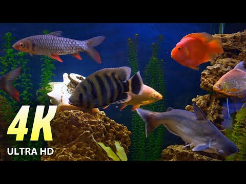 4K VIDEO:  AQUARIUM, BEAUTIFUL UNDERWATER WORLD, Relaxation, Meditation, Healing