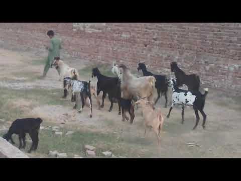 Eid ul Azha  hmari eid ki tiyari #bakraeid #bakramandi
