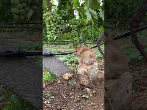 Tiny Grape Lover! 🍇 Little Bunny Enjoying Grapes in the Farm! #shorts #video #motivation #trending