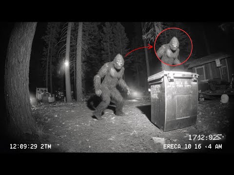 Video Shows Sasquatch Eating From Trash Bin - CCTV Footage
