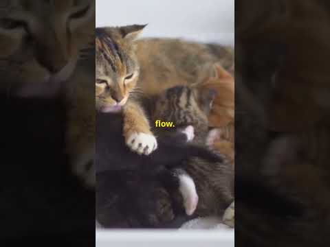 Facts about cats. #shortvideo #cats