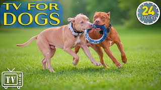 LIVE Dog TV: All Day Anti-Anxiety Music for Dogs Home Alone | Calm Dogs with Videos for Dogs + Music