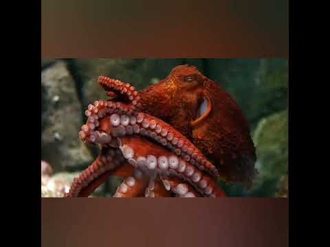 Giant pacific octopus #short #Giantpacificoctopus #Giantoctopus #octopus