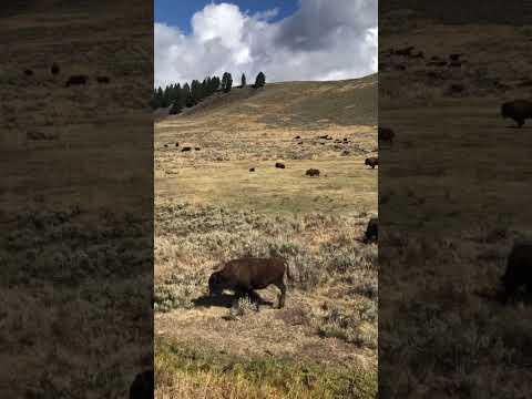 Wildlife Spectacle: Driving through a Bison Herd in Yellowstone