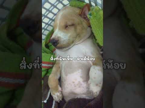 มะหมาลาเต้น้อย ของพี่ตลอดไป #pets #dogs #puppy