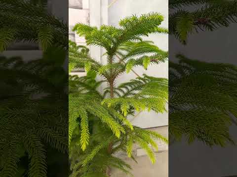 #nature #naturelovers #greenery #shortsfeed