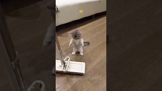 Kitten's Crazy Antics 😹😍 #shorts #kitten #funny #cat
