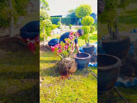 ชวนชมเพื่่อสวนสวย #bonsai #จัดสวน #คนตื่นธรรม