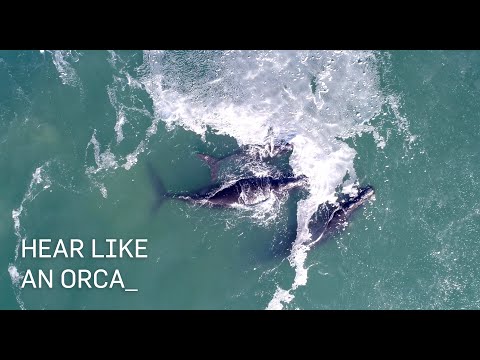 See like a bee 🐝, hear like an orca 🔊 , fly like an eagle 🦅| Animal Planet Coding Camp For Kids
