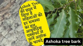 Ashok Tree's bark is hidden in the solution to every problem of women,