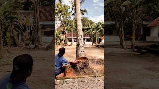 this is an extraordinary way of cutting down coconut trees #chainsaw #cuttingtree  #trending