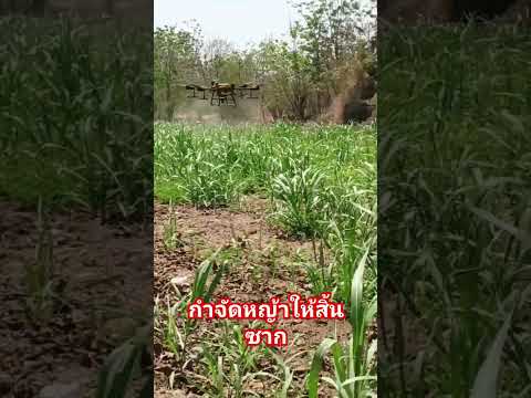 #drone #บ้านแท่นโดรนเกษตร #farming #คนอีสาน อ้อย