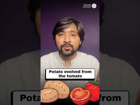 Potatoes Came from Tomatoes?