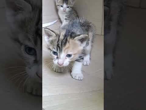 #cute #cat #fledgling #nestingbirds #kitten #catlover #kittens #teddykittens #kitty #fishcutting