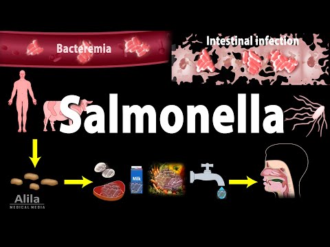 Salmonella Infections - Salmonellosis, Animation