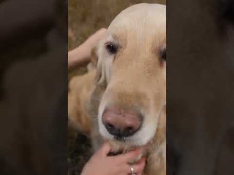 Pawsome Dog Massage