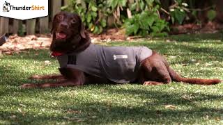 2023 Thundershirt Calming 15s - No Logo