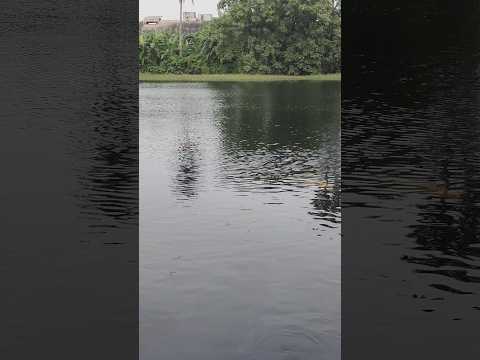 moti jhil rath tola belgharia pangas fish #viral #youtubeshorts #fish #pond