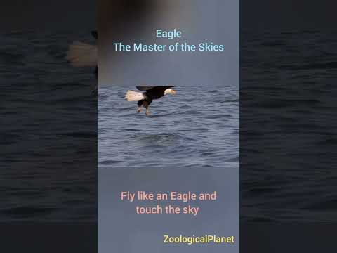 Master of the Skies|Eagle|Fly like eagle #wildlife #wild #eagles#zoo