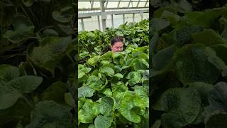 REAL Wasabi Grown in the USA?