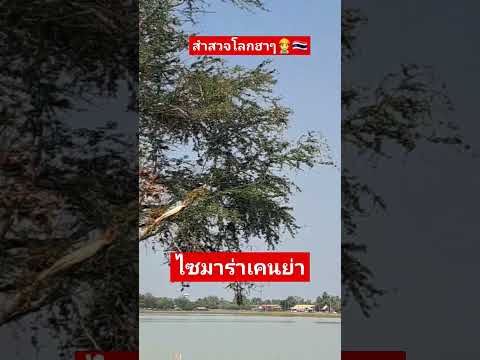 สำรวจโลกฮาๆตอนไซมาร่าเคนย่า👷‍♂️🇹🇭 #สำรวจโลกฮาๆ #สัตว์ป่า #สะวันนา #ไซมาร่า #Cymara #Kenya