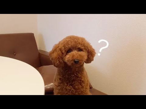 トイプードルと過ごす休日🐶｜ドッグランへ行った日・ 日常vlog ｜デカプー