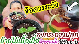 ข้อควรระวัง! ต้องรู้สิ่งนี้ก่อนย้ายไม้เพาะเนื้อเยื่อลงกระถางปลูก ต้องอบมั้ย ใช้ดินปลูกแบบไหนถึงจะรอด