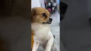 Full Video below👇  #feed #shorts #doglover #puppy #love #pets #cute #bestfeed #cutedog