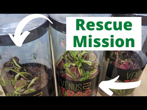 How To Rescue a Venus Flytrap and Keep It Alive (plus repotting tips)