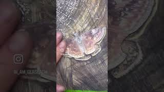 “Web of Life” Progress Video