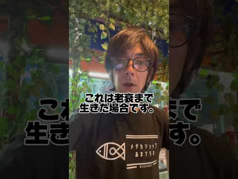 金魚の寿命ギネス記録は？