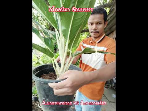 อโกลนีมา ล้อมเพชร