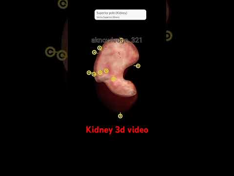Human Kidney video...#biology #anatomy #science #education #knowledge #3dvideo #medical