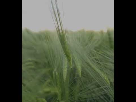 Nature's Symphony: Real Nature Sounds for Instant Relaxation #life #motivation #shorts #nature