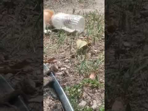 dumbass cat got stuck in a jar