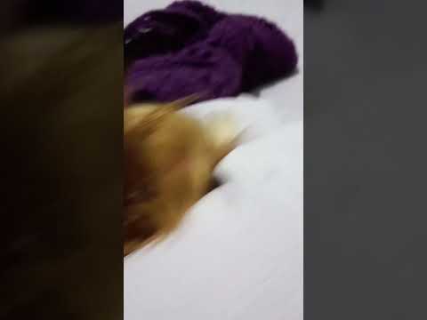 Say good nite Fifi 😊#dog #pets #love #cute