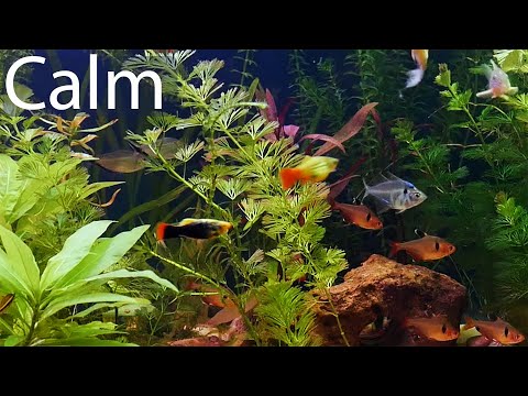 Meditation Sound 💤 Calm Music to Sleep and Deeply Relax 💤 Peace Aquarium