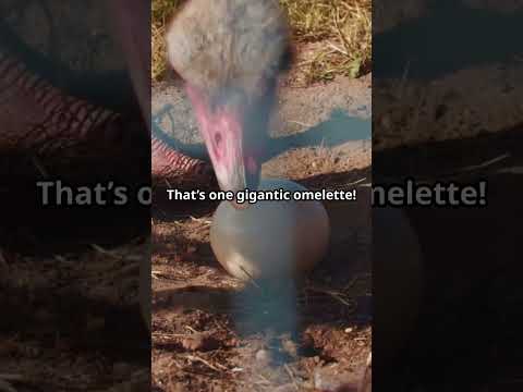 Facts about Ostrich