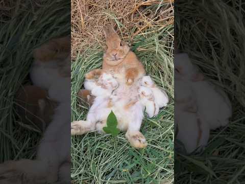 A Mother’s Love: Baby Bunnies’ Precious Feeding Time! #mother #love #cute #moments #shorts