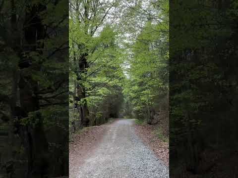 #walking #travel #forest #chill  #relax #relaxingsounds #mountains