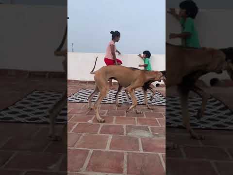Puppy neck catch | 2 dogs naughtiness confirm