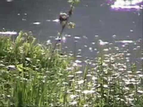 Alan Parsons Project - Days are Numbers (The Traveller) -updated