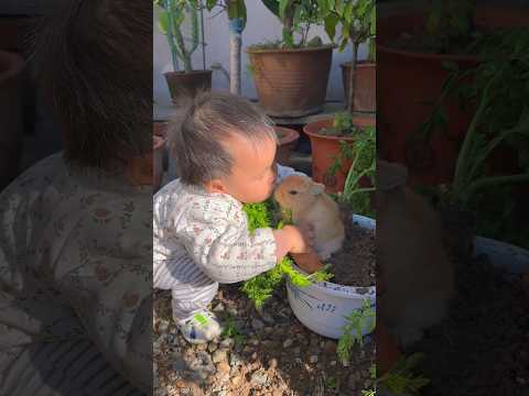 Heartwarming Moments: Little Boy & His Bunny Best Friend 🐰#trending #rabbit #cute #animals #shorts