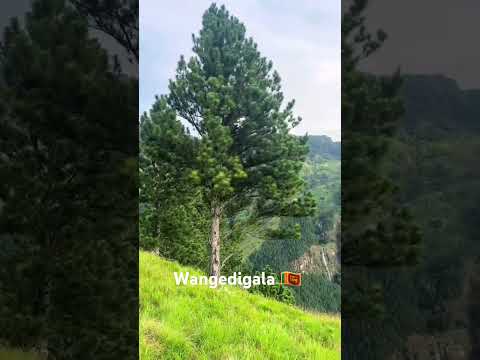 Wangedigala Sri Lanka 🇱🇰 #song #travel