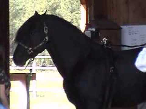 Moriesian stallion