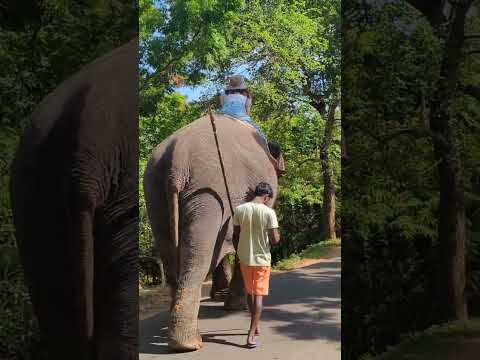 elephant ride at seegiriya