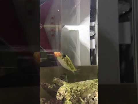 ハリセンボン捕食シーン