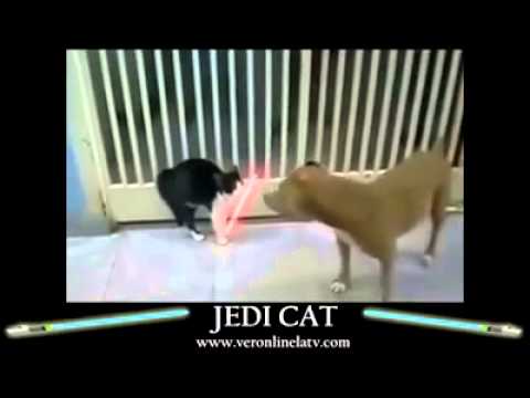Jedi cat